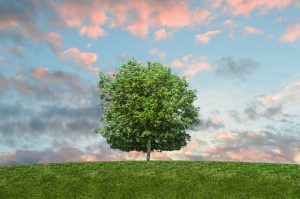 Become a tree after your die. BioUrn helps you achieve this by burying your ashes with dirt.