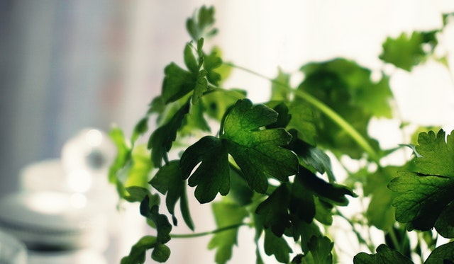 cilantro healthy herb cooking