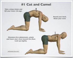 Cat/Camel Exercise
