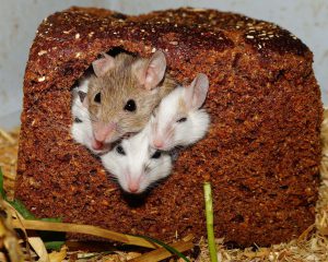 four mice poking their heads through a hole of a slice of bread. 