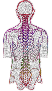Drawing of the spine and skeleton of the human back.