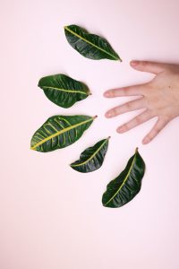 plant leaves next to a hand covered in skin