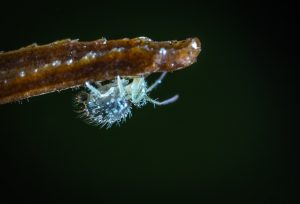 A microscopic white bug on the tip of a hair follicle.
