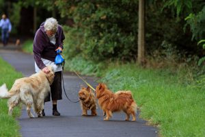 An older caucasian eoman walking with 3 leashed dogs in the park.