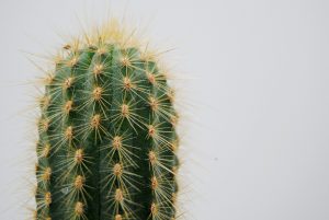 Zoomed in picture of the head of a green cactus with spikes.