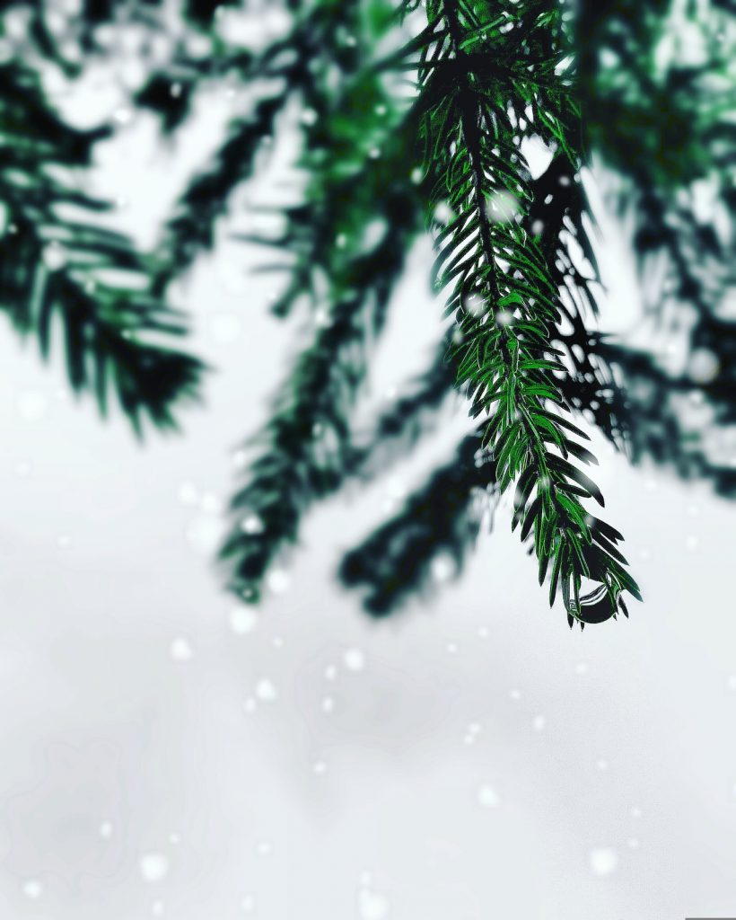 green pine needles with snow