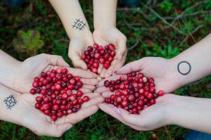 3 sets of caucasian hands holding a handful of cranberries