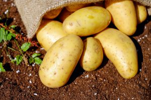 Bag of potatoes over dirt on the ground