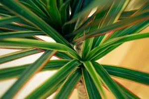 Dracaena plant