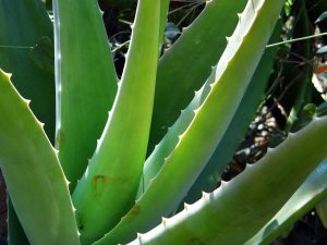 aloe vera plant