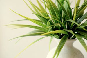 spider plant