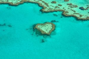 overview of coral reefs in water, with one bunch shaped like a heart.