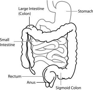 diagram of intestine labeled