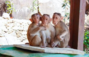three monkeys sitting next to each other.