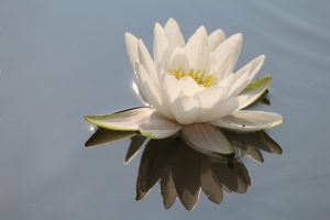 white lily floating in water
