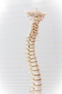 skeleton of the spine