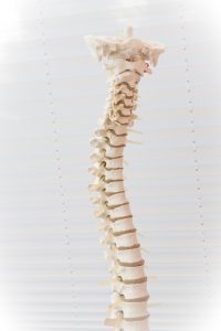 skeleton of the spine