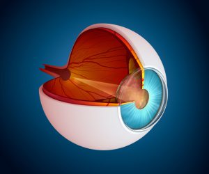 illustration of an eye with it partially open showing the nerves and inside