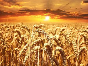 a field of wheat with a sunrise in the background.