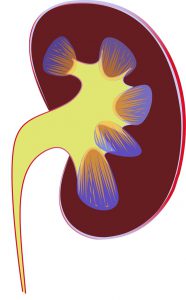 kidney with blue nodes inside of it