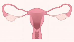 illustration of a pink uterus 