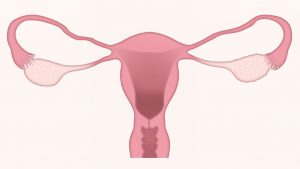 illustration of a pink uterus