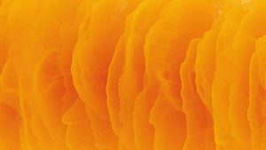 the color orange