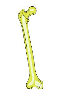 illustration of a femur bone