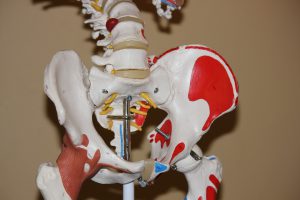 skeleton of the hip with red around the hip bone