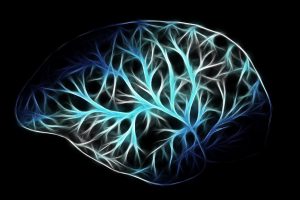 the nerves of a brain all connected together
