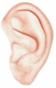 up close picture of a caucasian ear
