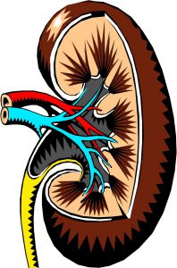 the anatomy of the inside of a kidney. 