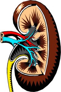 the anatomy of the inside of a kidney.