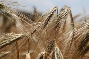 a field of wheat
