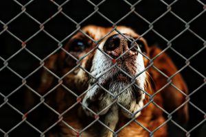 a dog behind a metal fence