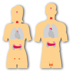 picture of man and woman's insides with the thyroid and other functions showing