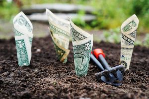 dollar bills rolled up and stuck into dirt.