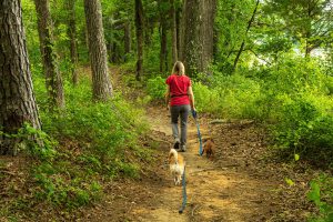woman walking through a trail in the forest with 2 dogs