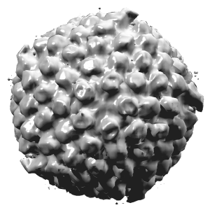 light gray circle with little balls all around it; virus