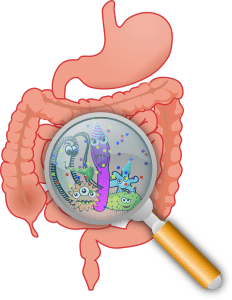 magnifying glass over the stomach, showing bacteria.