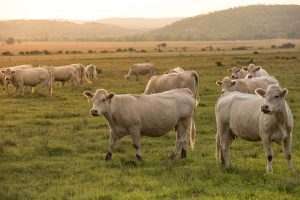 white cows in a pasture