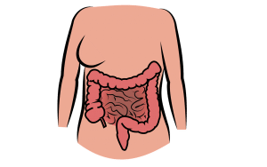 illustration of a body with the intestines showing