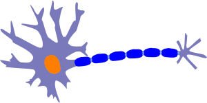 neuron in the colors blue and orange