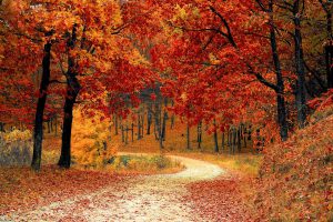 fall foliage with a walking path 