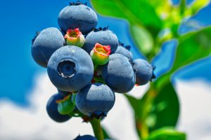 blueberries on a stalk