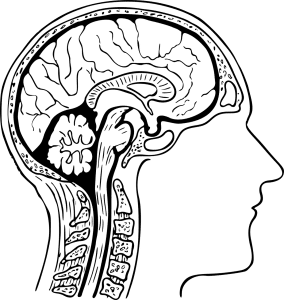 illustration of a head cut in a half so the brain and spine is visible