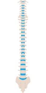 picture of a skeleton's spine