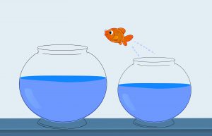 orange fish jumping out of a small bowl into a larger one