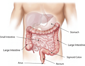 anatomy of the stomach