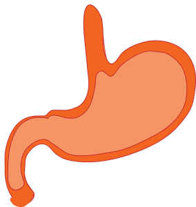 illustration of a stomach